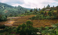 Afbeelding in Gallery-weergave laden, ETHIOPIA Suke Quto farm FIL