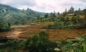 ETHIOPIA Suke Quto farm FIL