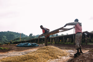 ETHIOPIA Suke Quto farm FIL