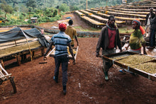 Afbeelding in Gallery-weergave laden, ETHIOPIA Suke Quto farm ESP