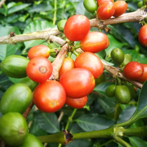 COLOMBIA La Campiña ESP