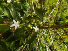 Afbeelding in Gallery-weergave laden, COLOMBIA Tumbaga FIL Decaf