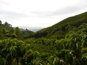 COLOMBIA Tumbaga FIL Decaf