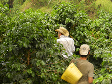 Afbeelding in Gallery-weergave laden, COLOMBIA Tumbaga FIL Decaf